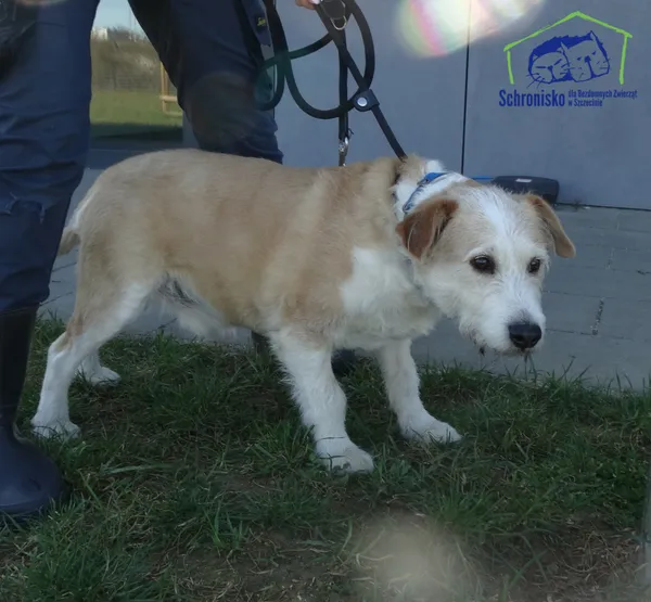 Znaleziono psa, Szczecin, 3 kwietnia 2025 (1/2)