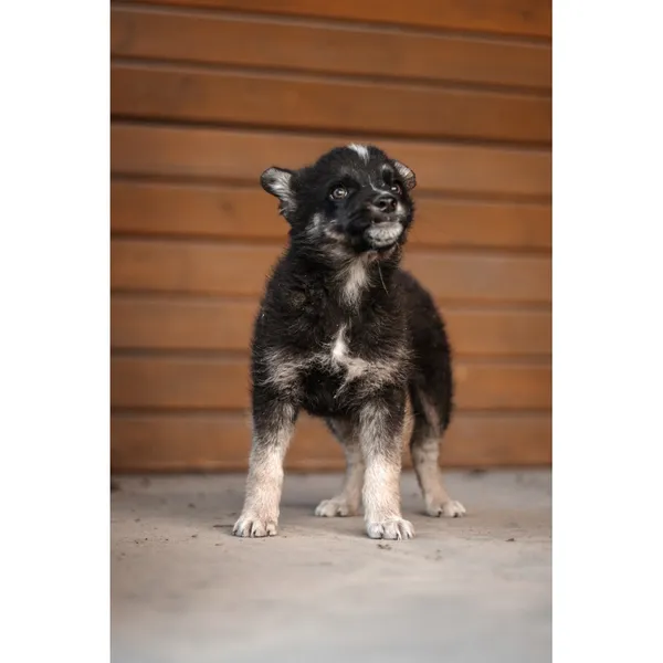 Znaleziono psa, Białystok, 3 kwietnia 2025 (1/3)