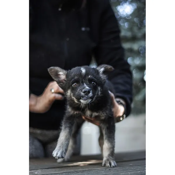 Znaleziono psa, Białystok, 3 kwietnia 2025 (3/3)