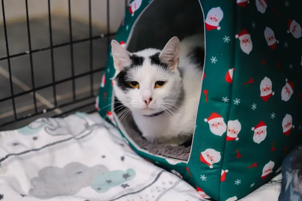 Znaleziono kota, Sosnowiec, 1 kwietnia 2025 (4/5)