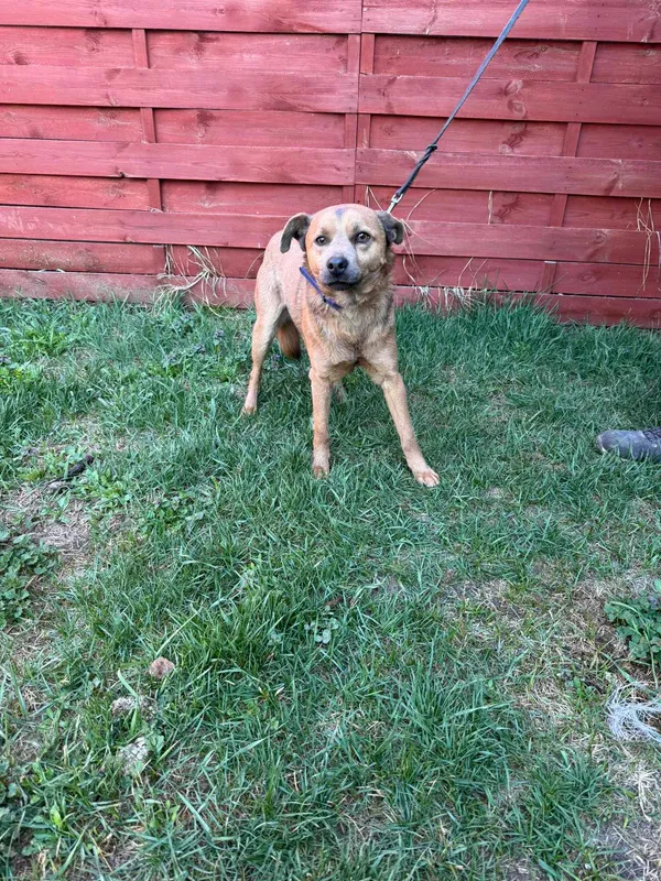 Znaleziono psa, Czartki, 3 kwietnia 2025