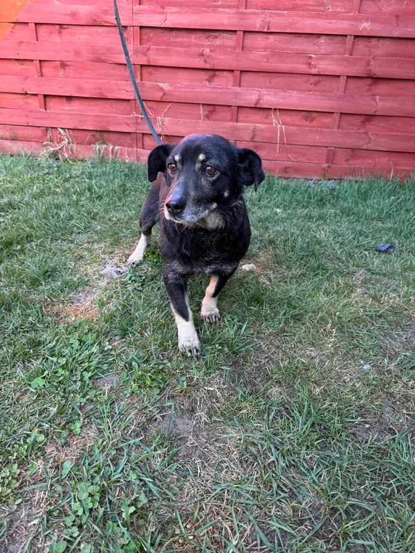 Znaleziono psa, Czartki, 3 kwietnia 2025