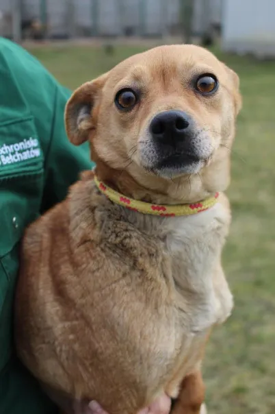Pies do adopcji, Bełchatów, 5 lutego 2025 (1/5)
