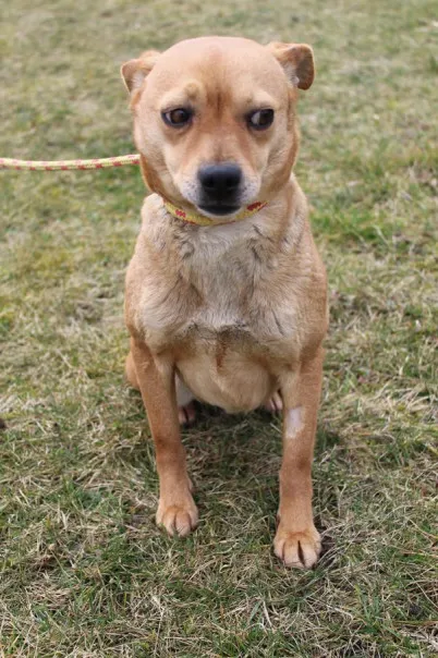 Pies do adopcji, Bełchatów, 5 lutego 2025 (2/5)