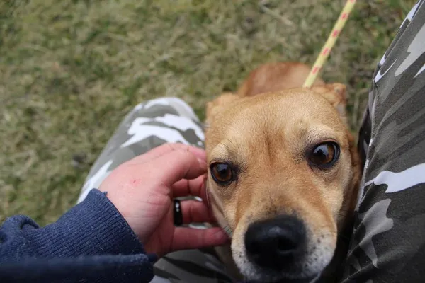 Pies do adopcji, Bełchatów, 5 lutego 2025 (5/5)