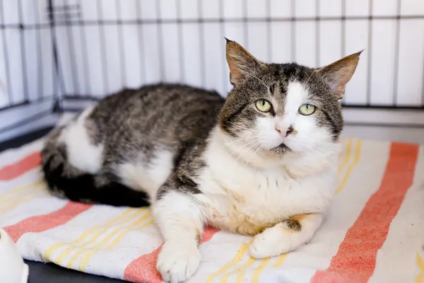 Kot do adopcji, Elbląg, 3 kwietnia 2025 (2/2)