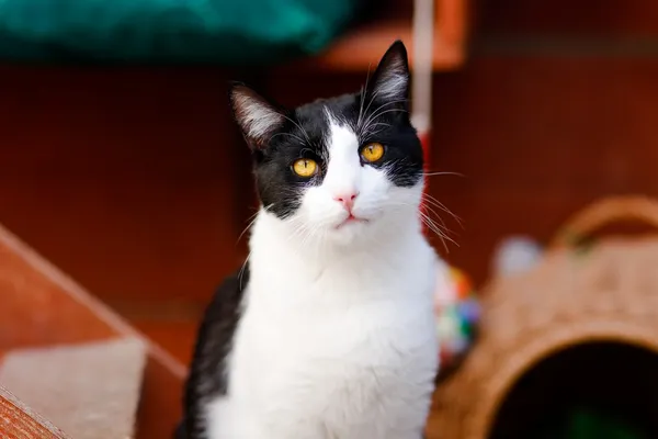 Kot do adopcji, Elbląg, 3 kwietnia 2025 (3/5)