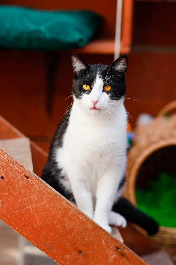 Kot do adopcji, Elbląg, 3 kwietnia 2025 (4/5)