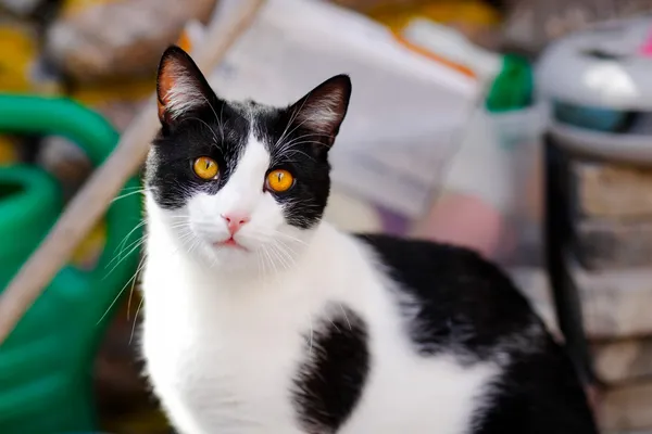 Kot do adopcji, Elbląg, 3 kwietnia 2025 (5/5)