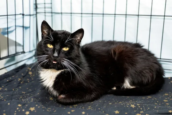 Kot do adopcji, Elbląg, 3 kwietnia 2025 (2/4)