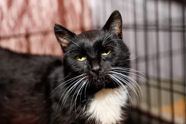 Kot do adopcji, Elbląg, 3 kwietnia 2025 (3/4)