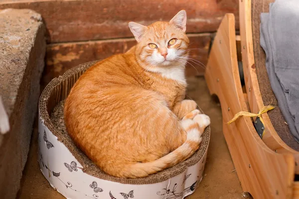 Kot do adopcji, Elbląg, 3 kwietnia 2025 (2/3)