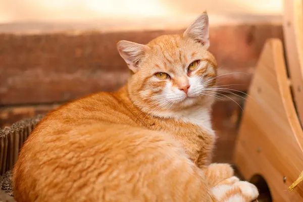 Kot do adopcji, Elbląg, 3 kwietnia 2025 (3/3)