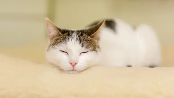 Kot do adopcji, Elbląg, 3 kwietnia 2025 (1/4)