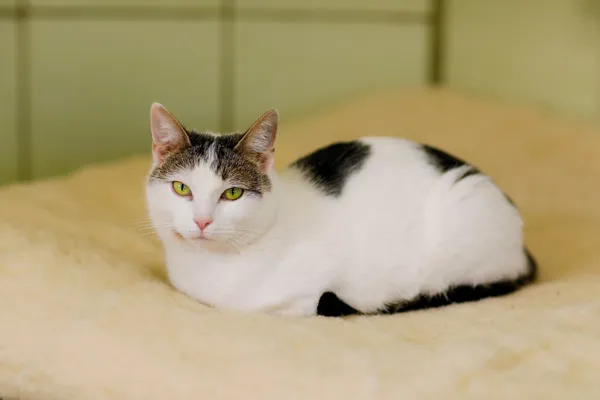 Kot do adopcji, Elbląg, 3 kwietnia 2025 (2/4)