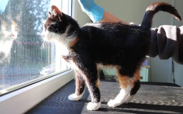 Znaleziono kota, Łódź, 3 kwietnia 2025 (1/2)