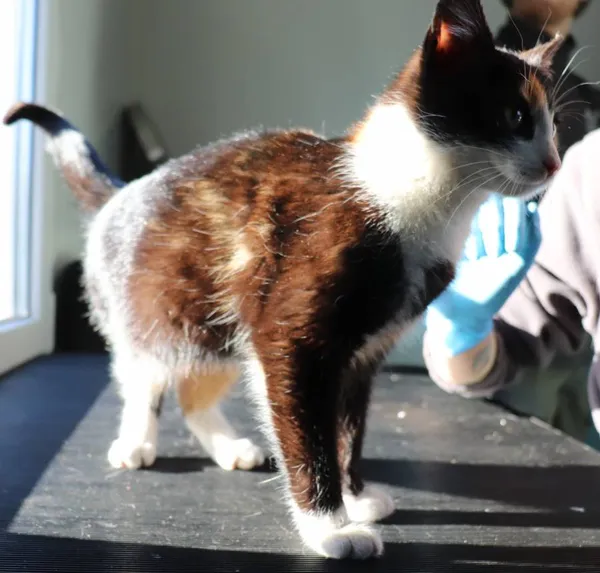 Znaleziono kota, Łódź, 3 kwietnia 2025 (2/2)