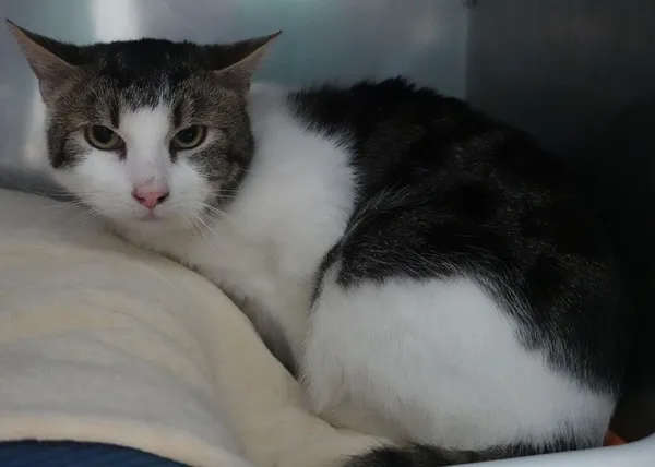 Znaleziono kota, Gdańsk, 3 kwietnia 2025