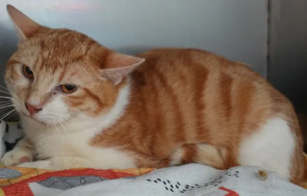 Znaleziono kota, Gdańsk, 3 kwietnia 2025