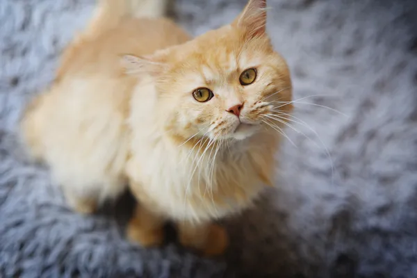 Kot do adopcji, Sosnowiec, 27 marca 2025 (2/5)