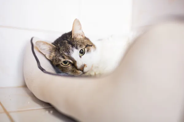 Kot do adopcji, Sosnowiec, 14 lutego 2025 (2/5)