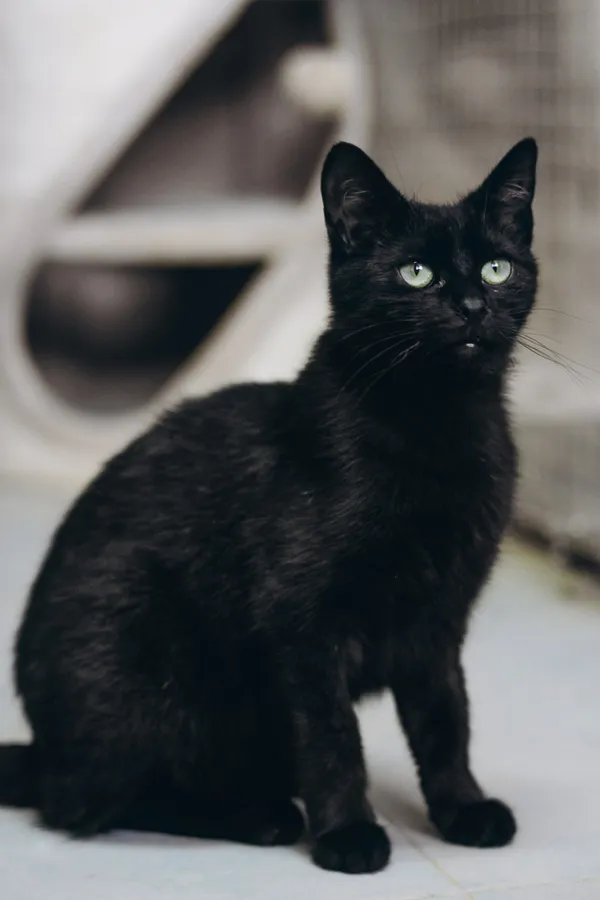 Kot do adopcji, Sosnowiec, 29 marca 2024 (1/5)