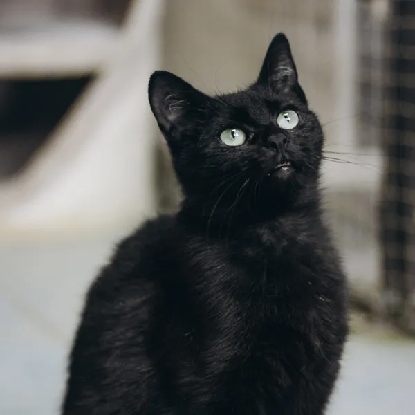 Kot do adopcji, Sosnowiec, 29 marca 2024 (2/5)