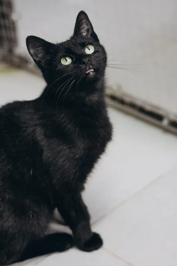 Kot do adopcji, Sosnowiec, 29 marca 2024 (3/5)