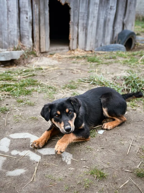 Pies do adopcji, Korabiewice, 3 kwietnia 2025 (2/5)