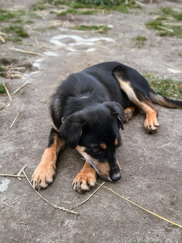 Pies do adopcji, Korabiewice, 3 kwietnia 2025 (4/5)