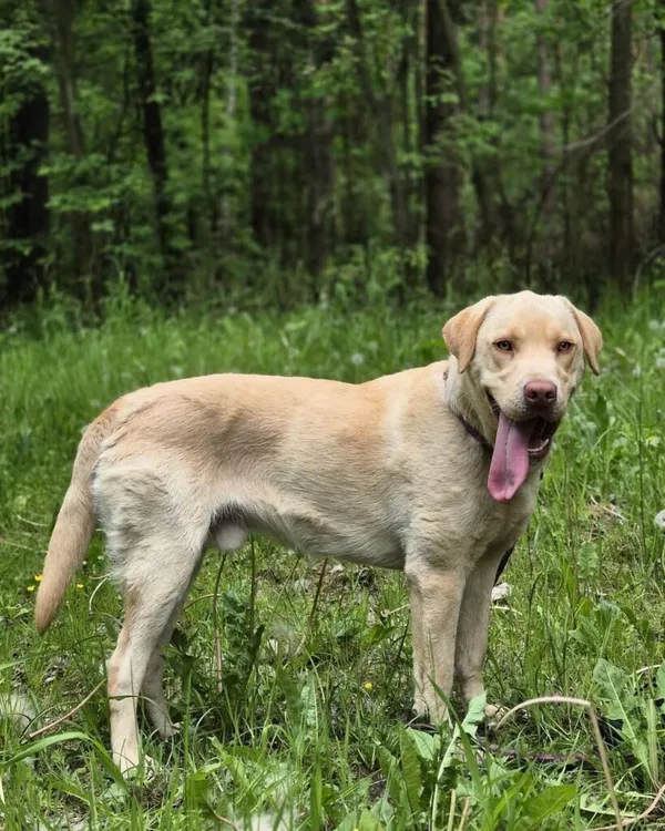 Pies do adopcji, Korabiewice, 3 kwietnia 2025 (1/5)