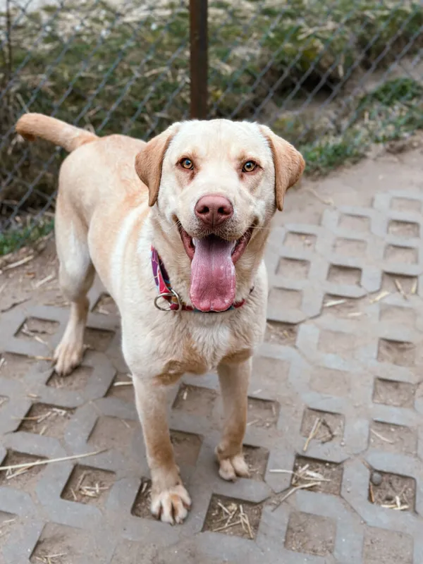 Pies do adopcji, Korabiewice, 3 kwietnia 2025 (2/5)