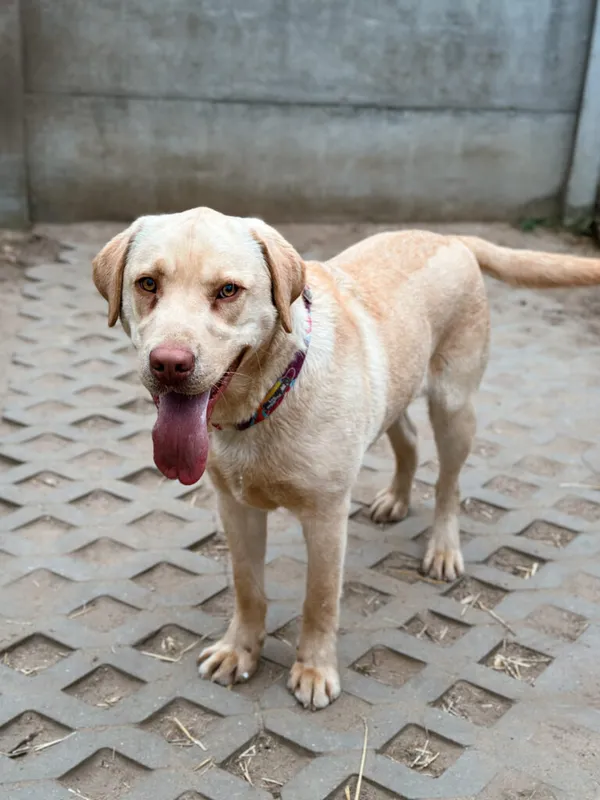 Pies do adopcji, Korabiewice, 3 kwietnia 2025 (3/5)