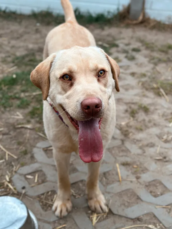 Pies do adopcji, Korabiewice, 3 kwietnia 2025 (4/5)