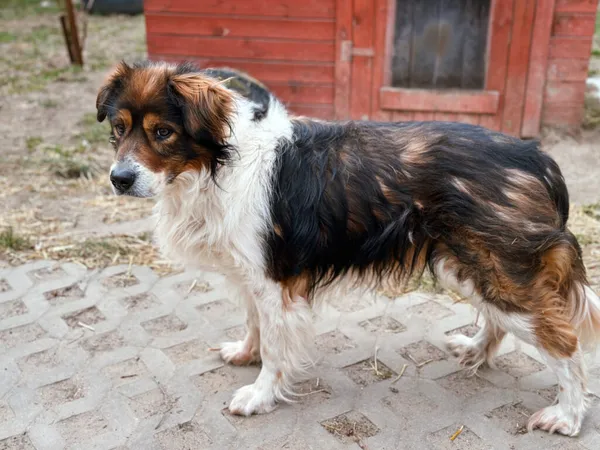 Pies do adopcji, Korabiewice, 3 kwietnia 2025 (2/5)