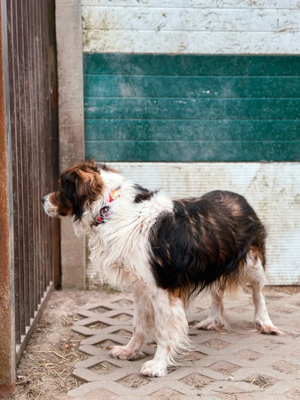 Pies do adopcji, Korabiewice, 3 kwietnia 2025 (3/5)