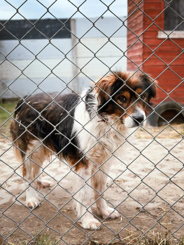 Pies do adopcji, Korabiewice, 3 kwietnia 2025 (5/5)