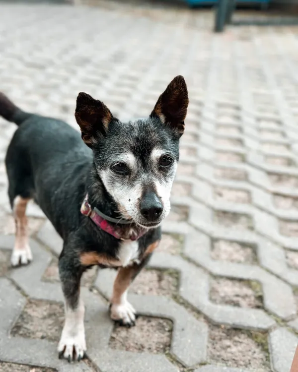 Pies do adopcji, Korabiewice, 3 kwietnia 2025 (3/5)