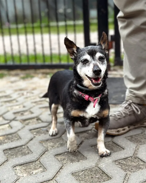 Pies do adopcji, Korabiewice, 3 kwietnia 2025 (4/5)