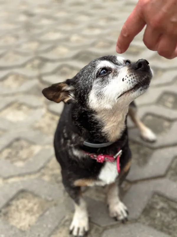 Pies do adopcji, Korabiewice, 3 kwietnia 2025 (5/5)