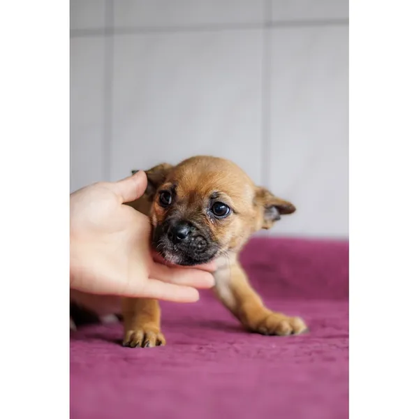 Znaleziono psa, Białystok, 28 grudnia 2024 (1/4)