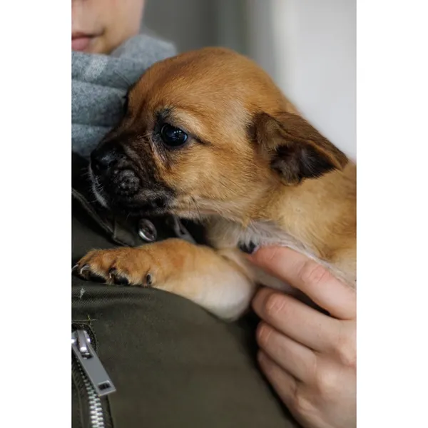 Znaleziono psa, Białystok, 28 grudnia 2024 (3/4)