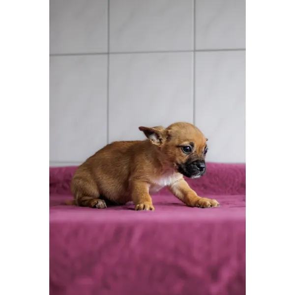 Znaleziono psa, Białystok, 28 grudnia 2024 (4/4)