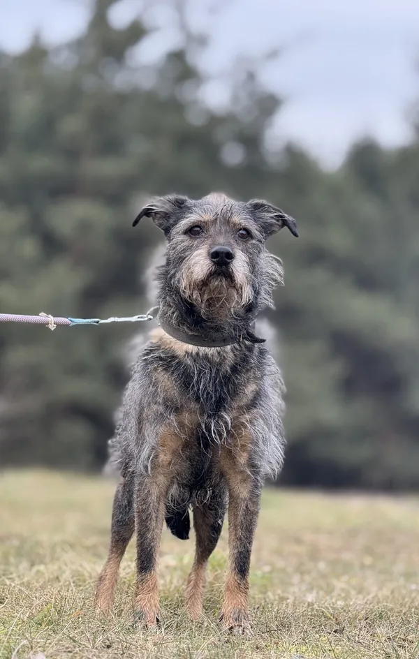 Pies do adopcji, Pieczyska, 3 kwietnia 2025 (4/5)