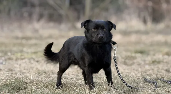 Pies do adopcji, Pieczyska, 3 kwietnia 2025 (1/5)