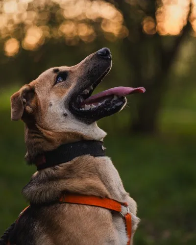 Pies do adopcji, Kraków, 20 marca 2025 (1/5)