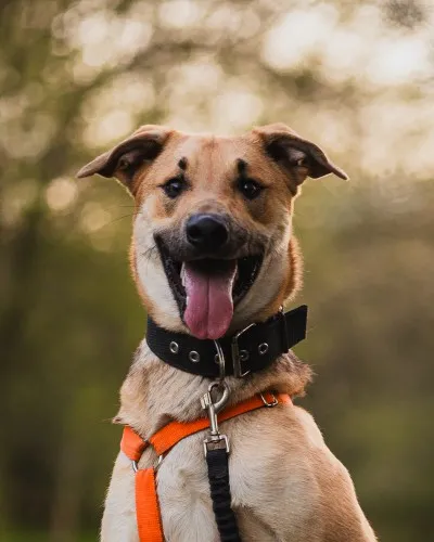 Pies do adopcji, Kraków, 20 marca 2025 (4/5)