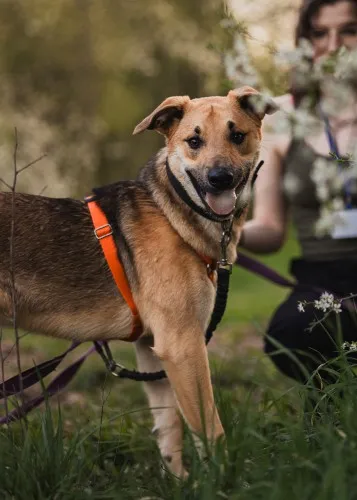 Pies do adopcji, Kraków, 20 marca 2025 (5/5)