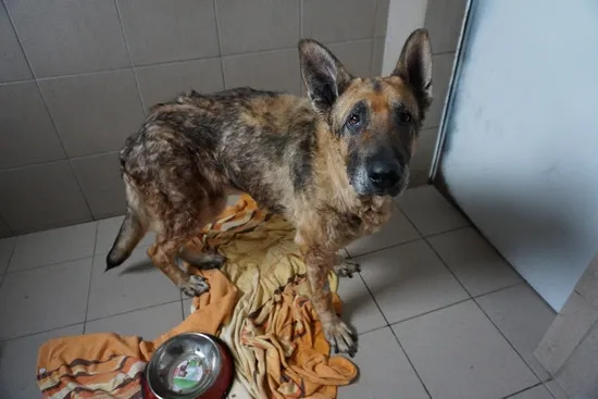 Pies do adopcji, Kraków, 20 marca 2025