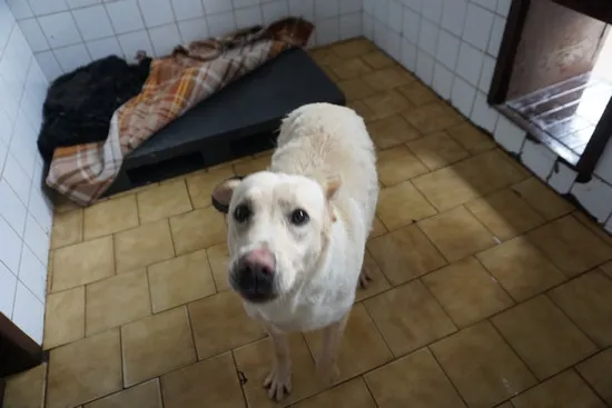 Pies do adopcji, Kraków, 20 marca 2025